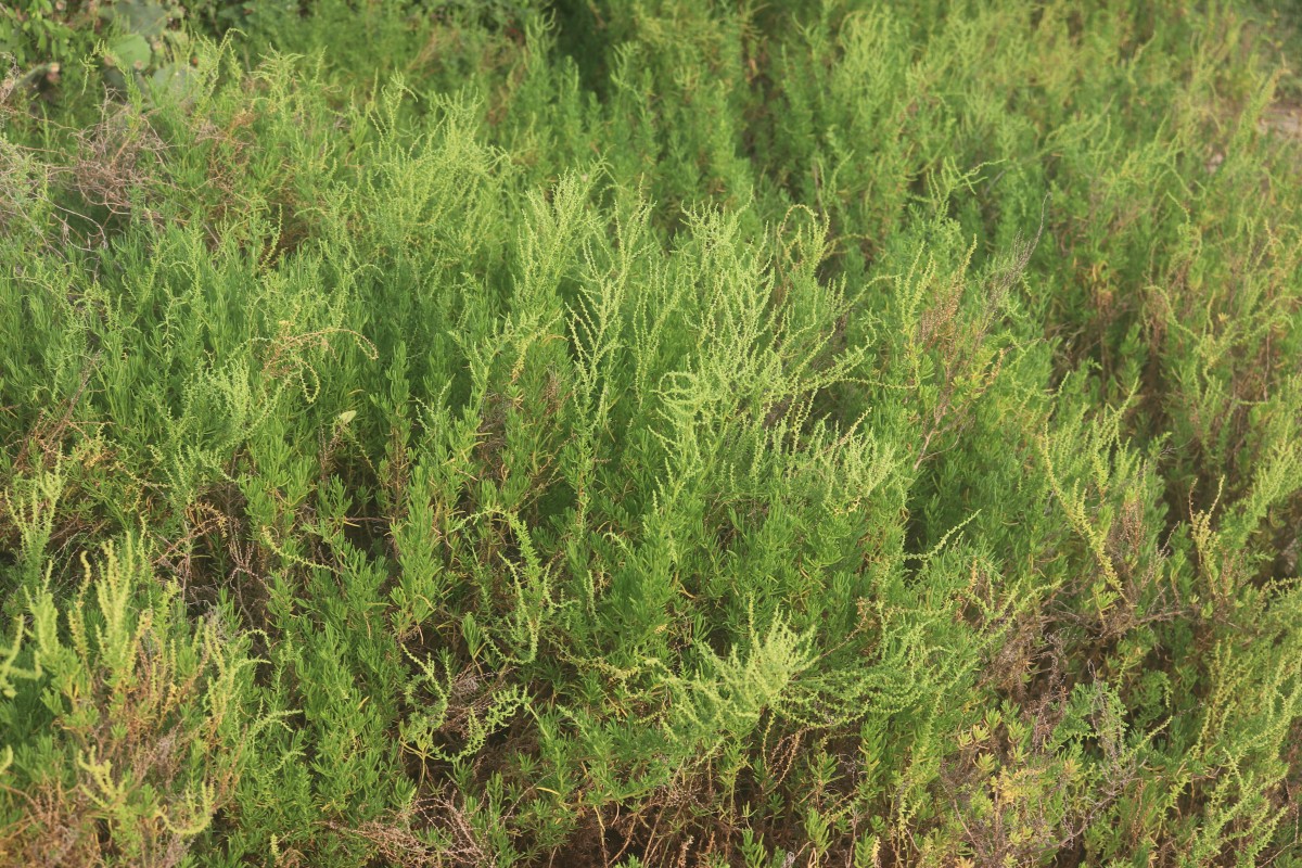 Suaeda maritima (L.) Dumort.